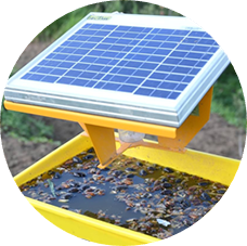 Solar Insect Trap